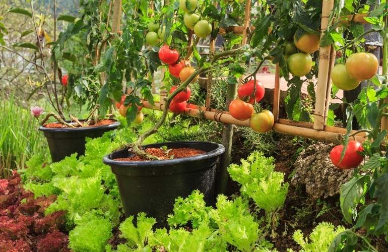Vegetable greenhouse