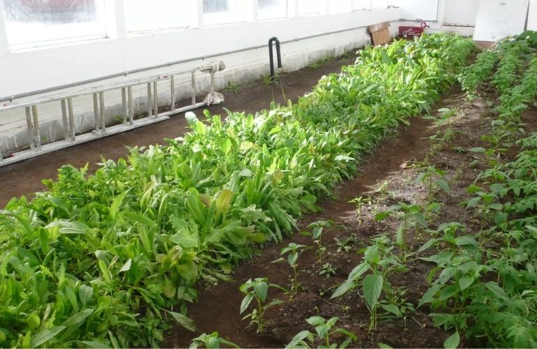 Vegetable greenhouse floor