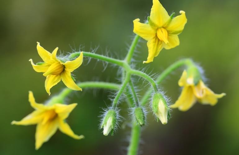 Vegetable plant in a greenhouse