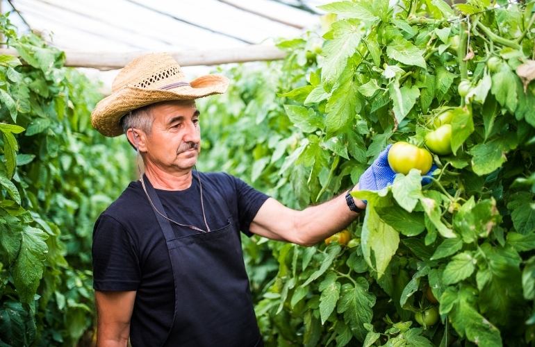 Vegetables Grown in a Vegetable Greenhouse