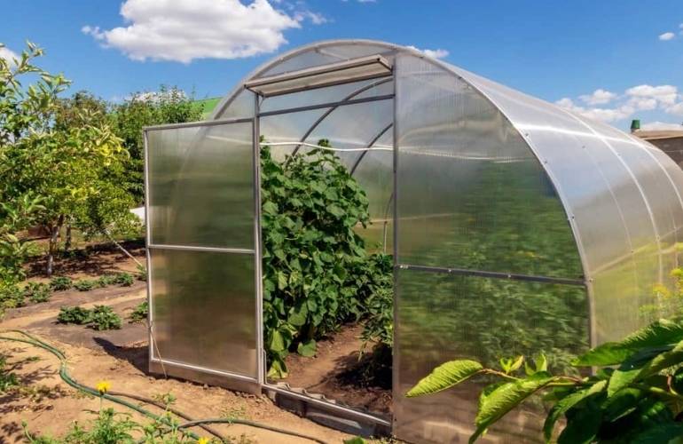 Vegetables greenhouse for beginners