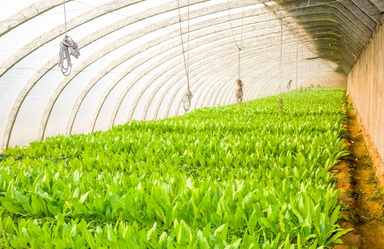 Vegetables grown in a greenhouse