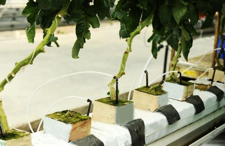 Vegetables in Elife greenhouse