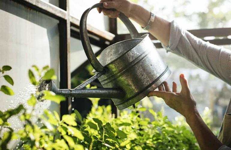 Watering tomato plants