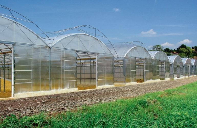 multispan big greenhouse