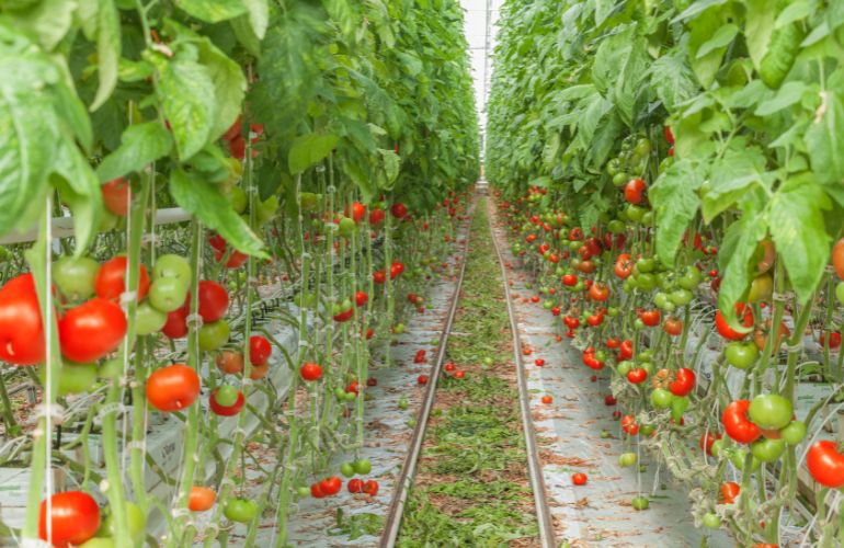 tomato greenhouse