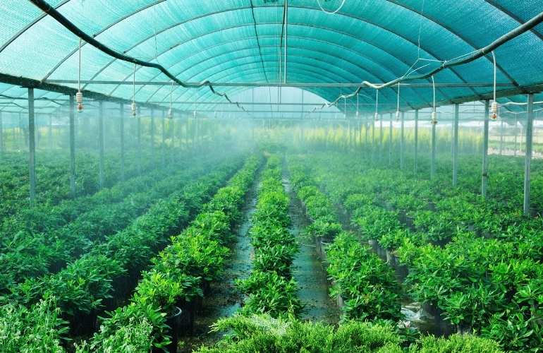 tomatoes greenhouse