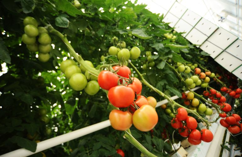 tomatoes greenhouse