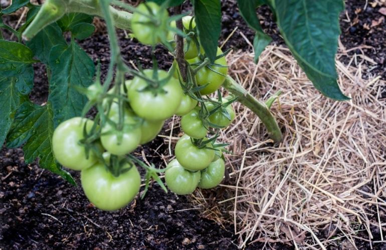 tomatoes in greenhouse