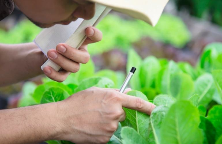 vegetable greenhouse plants inspection